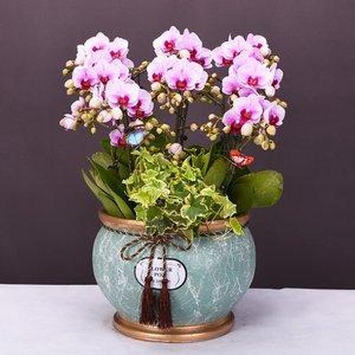 盆栽花卉 贈(zèng)予自然的詩意，傳遞情感的芬芳