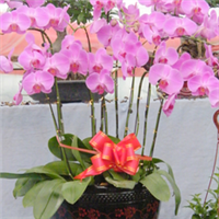 青州萬佳花卉 禮贈(zèng)自然之美，花卉傳遞溫情